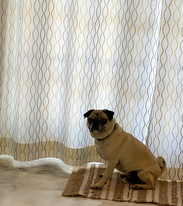 pug by the curtains