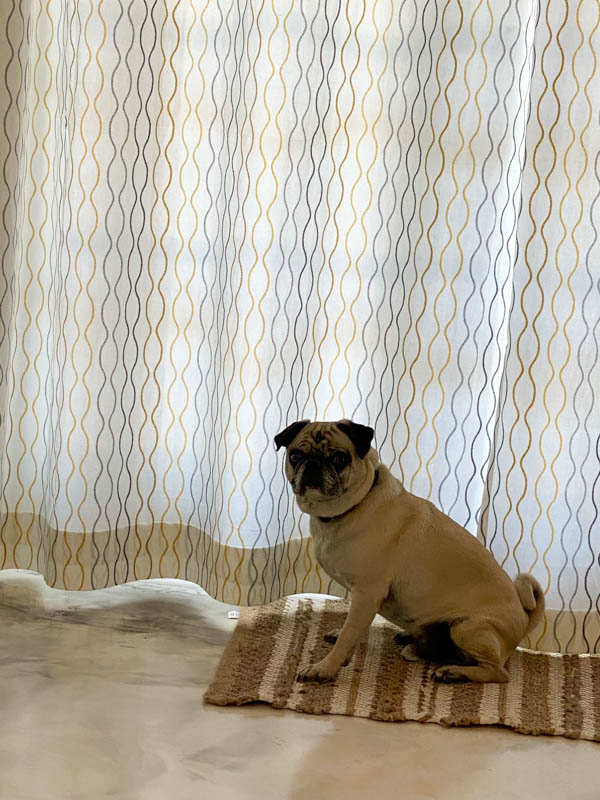 pug by the curtains