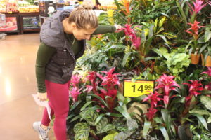 plants shopping