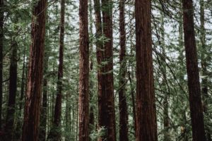 Redwood National Park