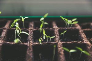 Grow your own vegetable garden
