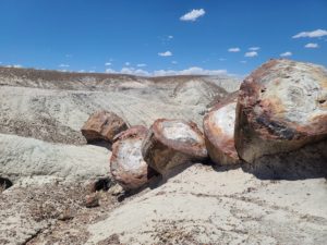 Petrified Forest National Park