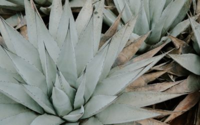 6 Places You Need to Visit in Southwest USA