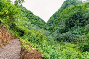 Manoa Falls | 7 Places in Hawaii You've Got To Visit - Oahu