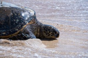 Laniakea Beach turtle