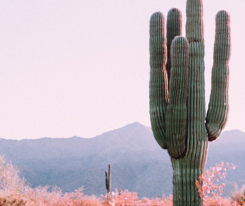 The Most Scenic Drives in Arizona