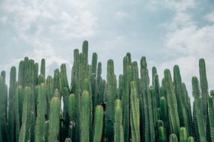 Places in Arizona Youve Got to Visit for Desert Magic