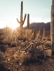 Arizona desert travel list