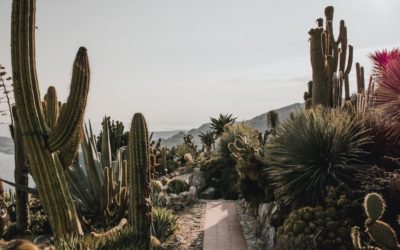 Places in Arizona You’ve Got to Visit for Desert Magic