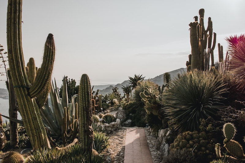 Places in Arizona Youve Got to Visit for Desert Magic