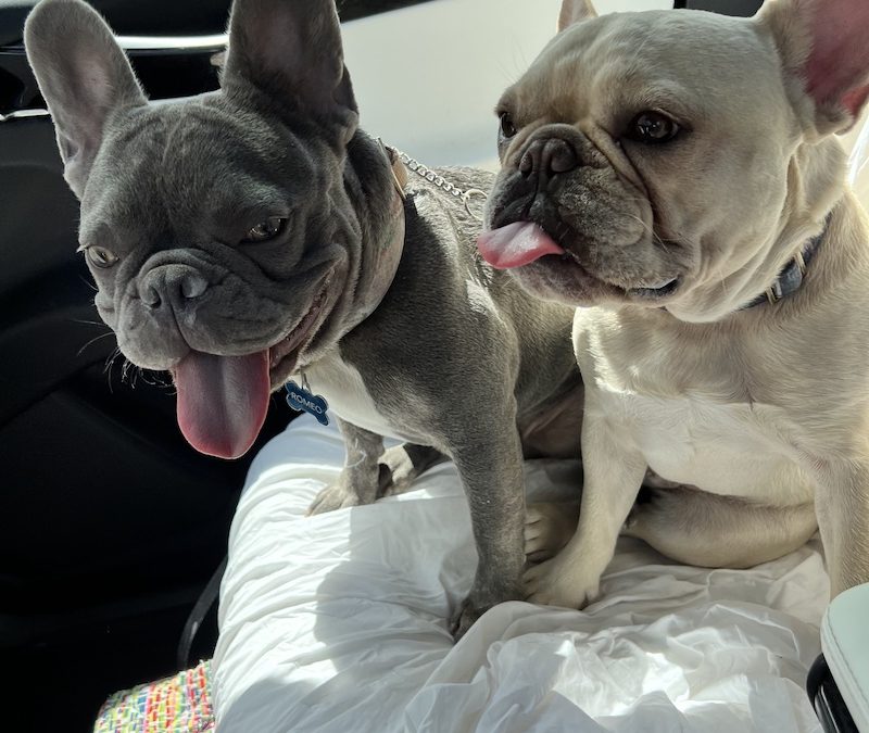 How To Take Care Of A Frenchie