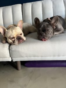 How To Take Care Of A French Bulldog