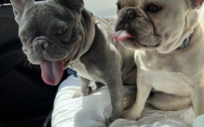 How to Take Care of a French Bulldog
