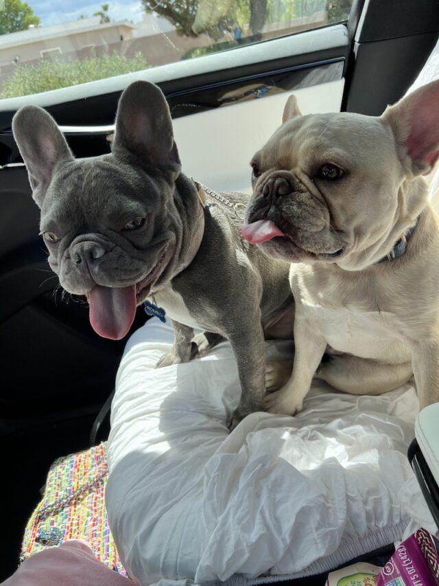 How to Take Care of a French Bulldog