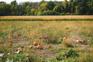 pumpkin fall activities