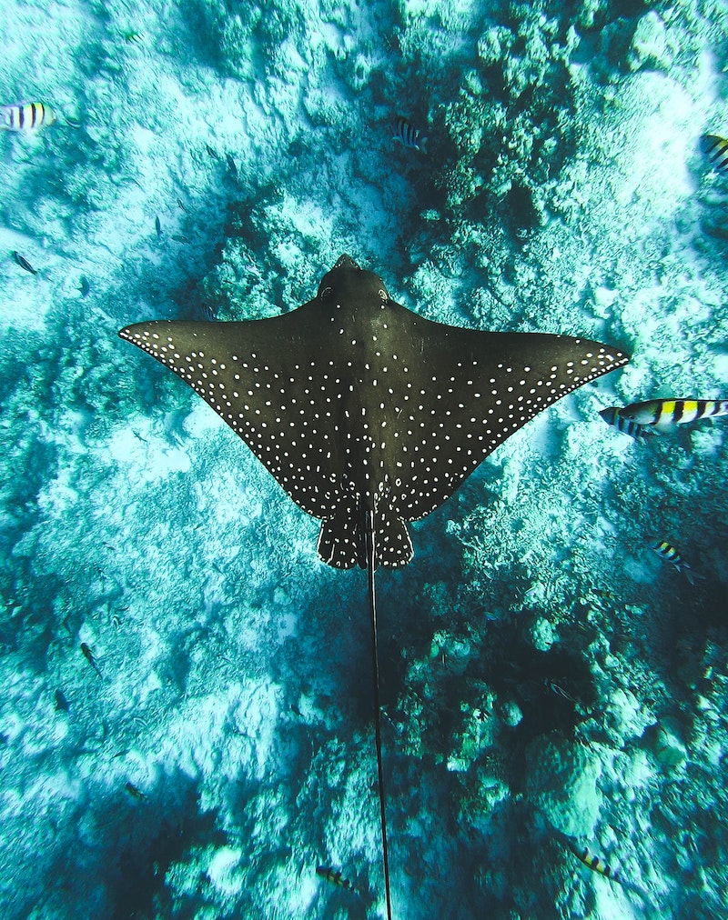 Manta Ray Night Dive