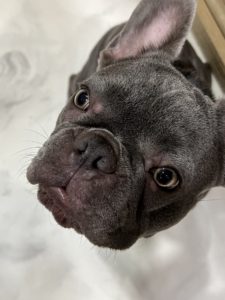 French Bulldog