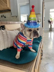 Tips To Care Of A French Bulldog