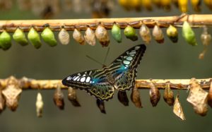 butterfly and cocoons