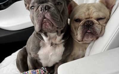 12 Best Dog Food For Frenchies