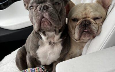 Easy Tips to Care for Your French Bulldog