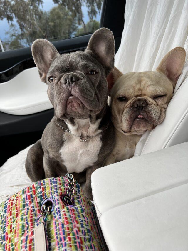 Easy Tips to Care for Your French Bulldog