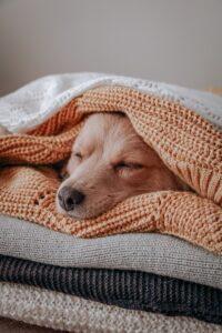 dog sleeping under a blanket