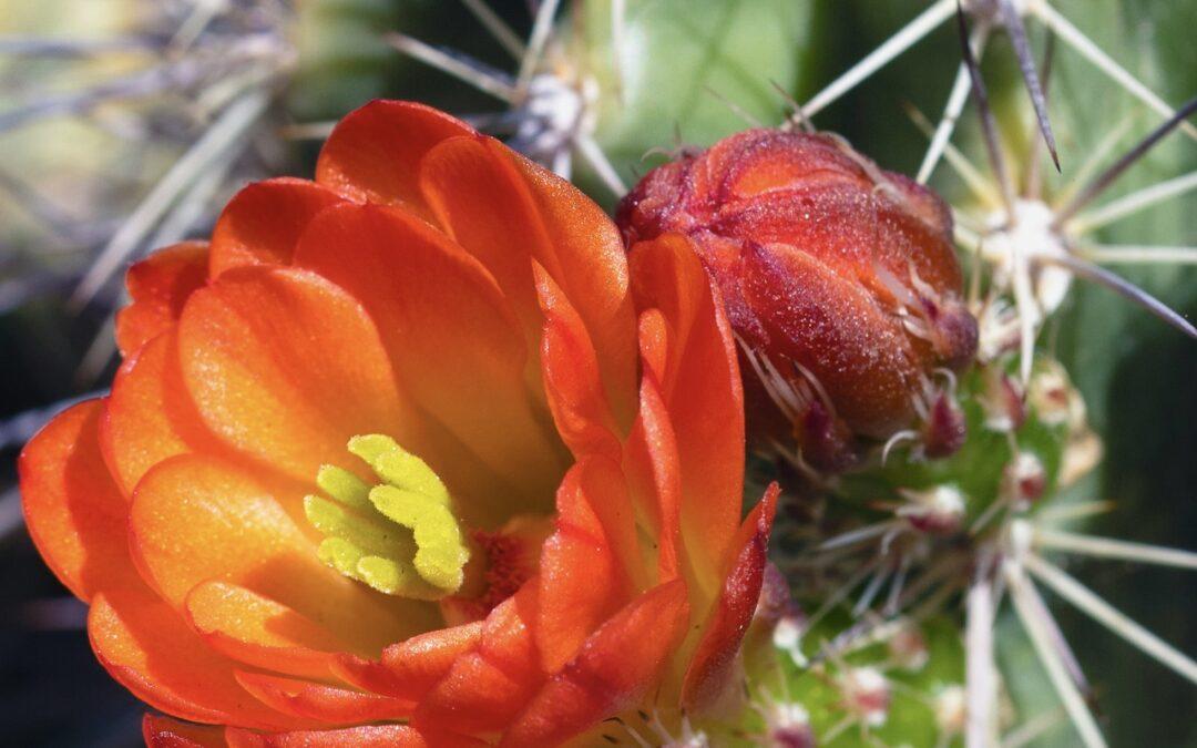 What To Wear in Arizona In Spring